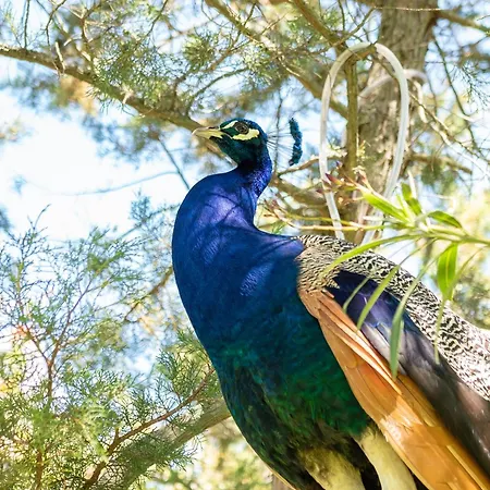 Vila Roccia Porto Rotondo