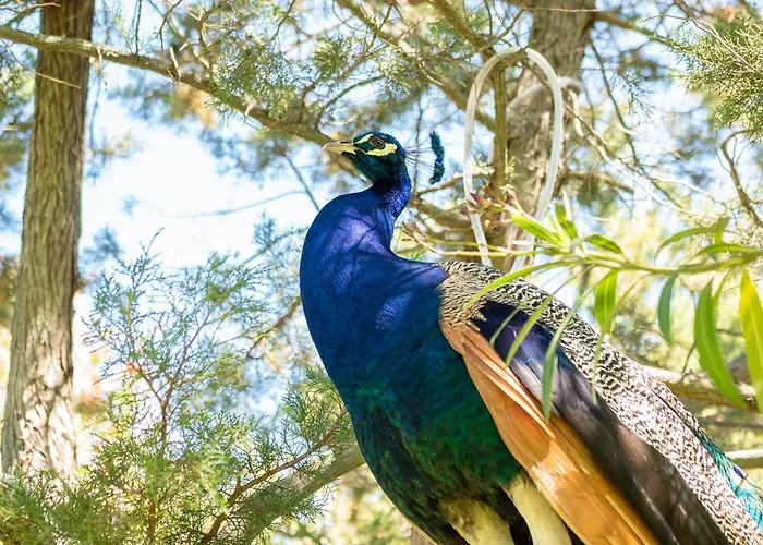 Вилла Roccia Порто-Ротондо